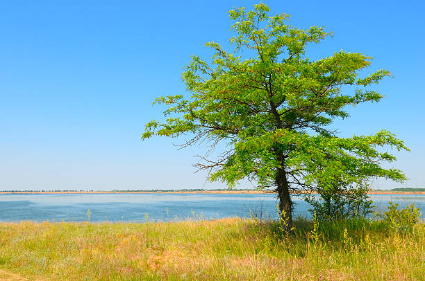 istock tree on the shore of Gulf 541118304