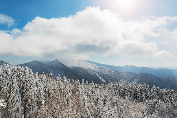 istock Beautiful winter landscape with snow covered trees, snowfall. 541118558