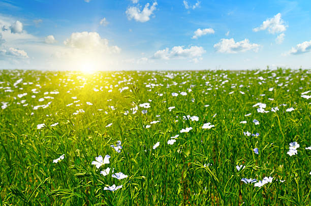 istock field with flowering flax and sky 541118588