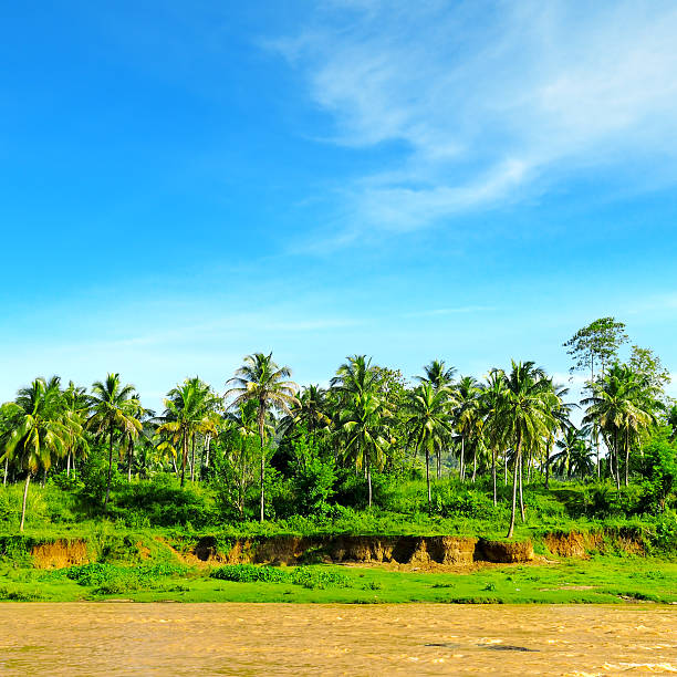 Tropical palm forest on the river bank