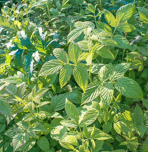 istock Plants in the forest of Russia 541119040