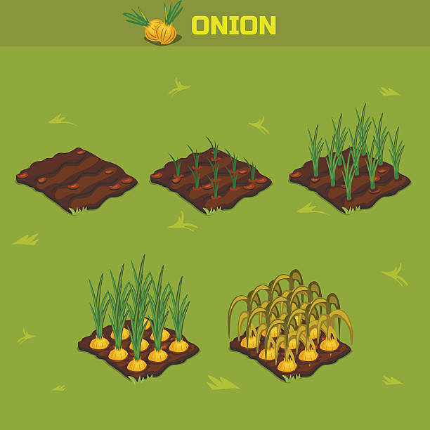 illustrations, cliparts, dessins animés et icônes de jeu de 8. isométrique phase de croissance à l'oignon - root origins growth plant