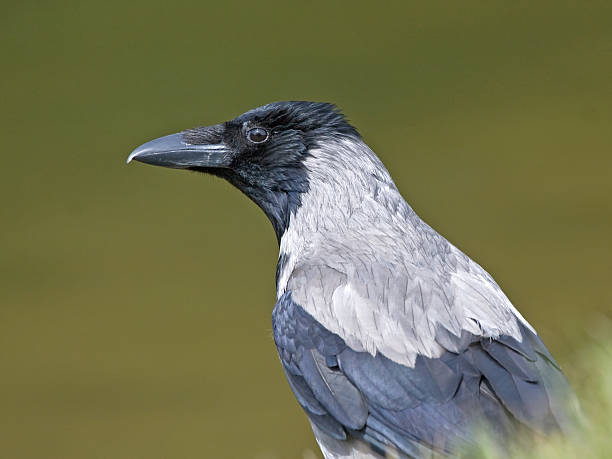 istock Close-up of crow 541119788