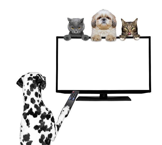 istock Dogs and cats watching television 541120006