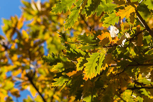 oak tree leaves in autumn against blue sky