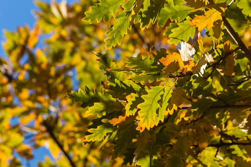 closeup of oak tree leaves in autumn against blue sky