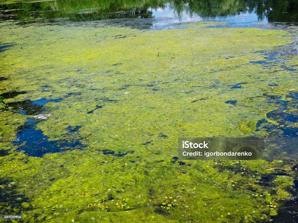 Green algae on a surface of the lake Moss Stock Photo