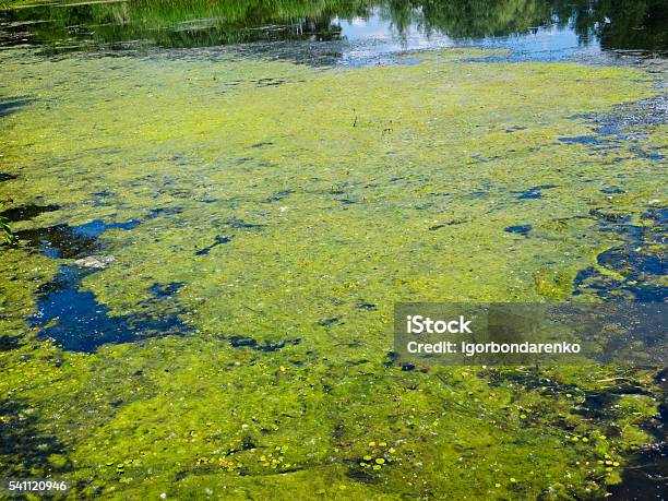 Green Algae On A Surface Of The Lake Stock Photo - Download Image Now - Moss, Pond, Stagnant