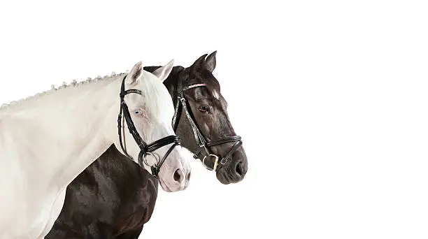 different horses as a collage on a white background