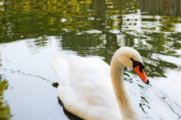 White swan in a lake stock photo