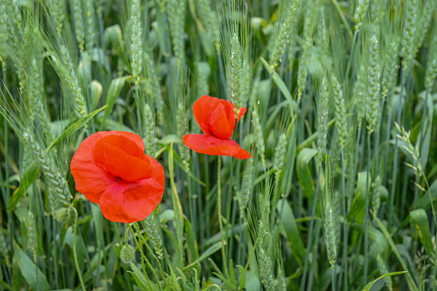 Cultivation of poppies (Papaver rhoeas) on the field stock photo
