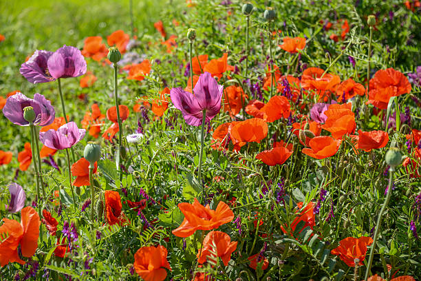 Cultivation of poppies (Papaver rhoeas) on the field stock photo