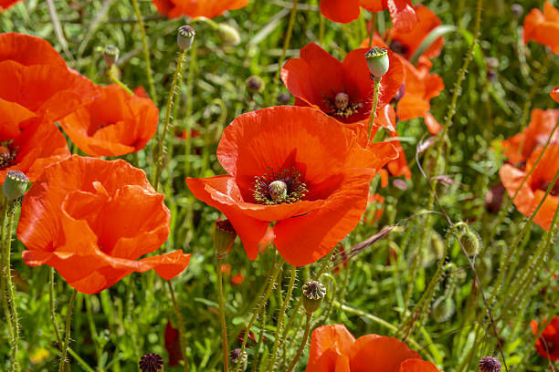 Cultivation of poppies (Papaver rhoeas) on the field stock photo