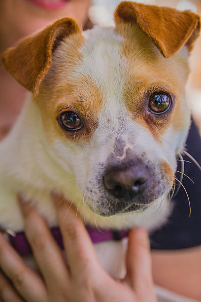 istock Adorable Jack Russell Terrier dog in the park 541122568