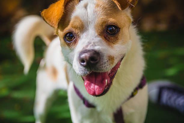 istock Adorable Jack Russell Terrier dog in the park 541122972