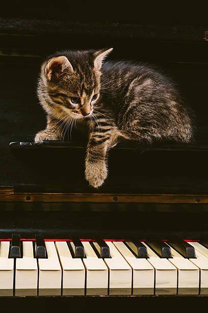 istock Cute grey striped curious  kitten sitting on piano. 541124222