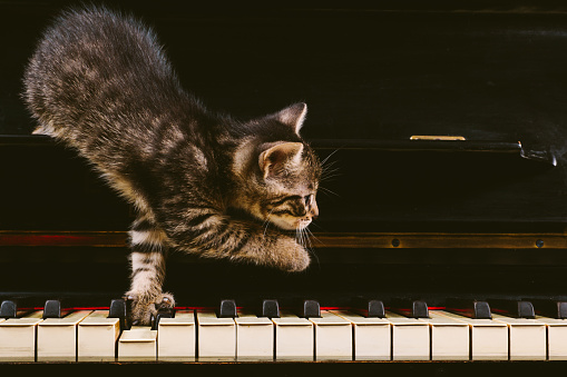 Cute grey striped kitten on piano keys.Side view. Close-up.