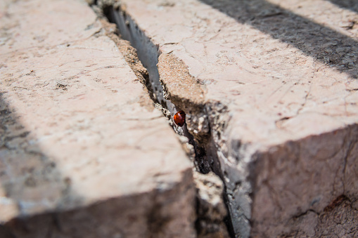Ladybird hiding inside a crack in stone wall on a sunny spring day in Israel.