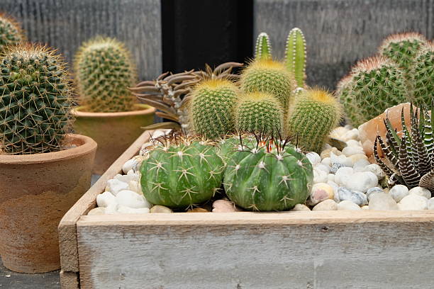 Decorative various cactus plant in pot stock photo