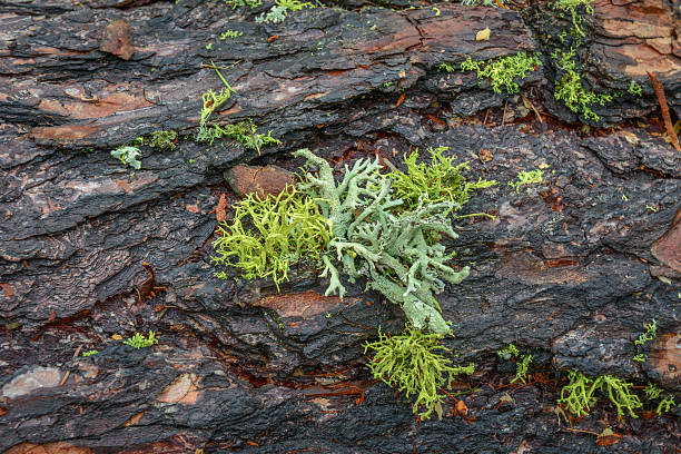 Closeup of rustic weathered wet wood with lichen stock photo