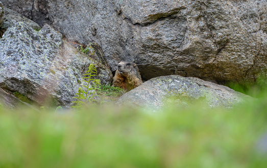 Cascade golden-mantled ground squirrel, Callospermophilus saturatus, sitting on a boulder in Mount Rainier National Park, Paradise, Washington, USA.