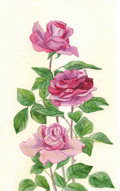 istock Pink roses, watercolor painting 541125412