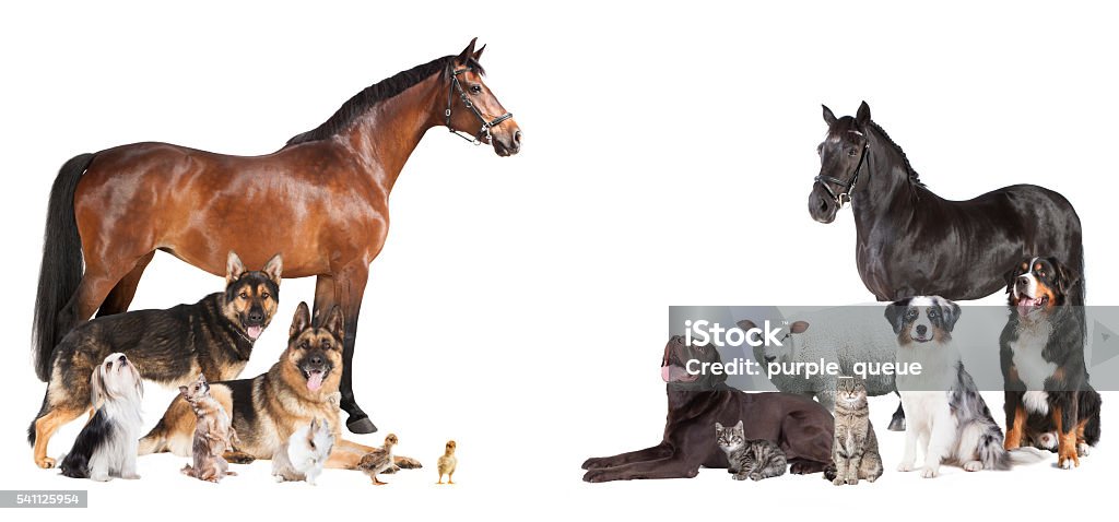 many animals Collage various pets and farm animals as a collage on a white background Horse Stock Photo