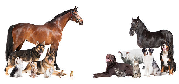 23,554 Farm Animals Together Stock Photos, Pictures & Royalty-Free Images - iStock | Farm animals group 23,554 Farm Animals Together Stock Photos, Pictures & Royalty-Free Images - iStock | Farm animals group
