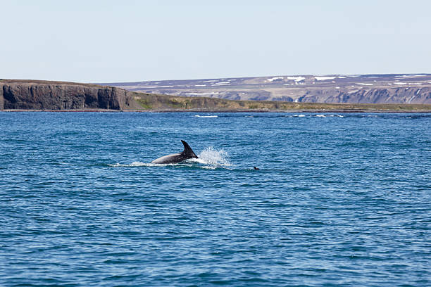 istock White Beaked Dolphin in Husavik Fjord 541126030