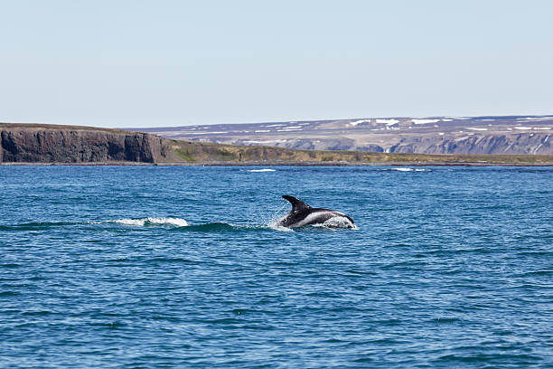 istock White Beaked Dolphin in Husavik Fjord 541126132
