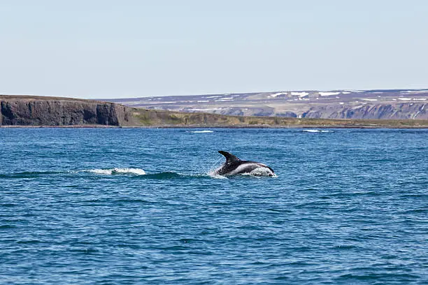 White Beaked Dolphin in the waters of Husavik Fjord.