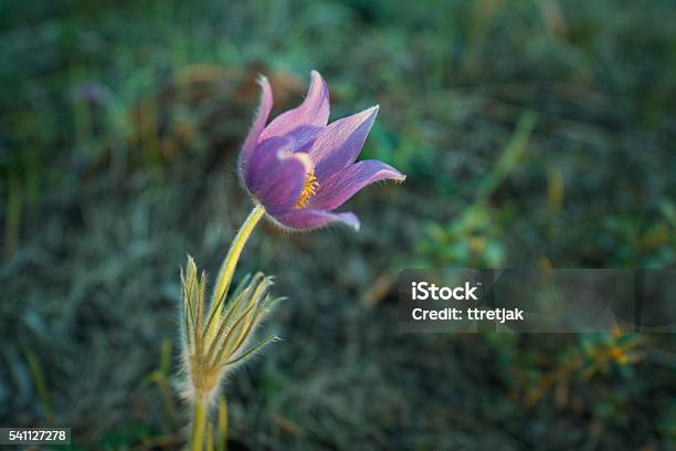Pulsatilla Patens Stock Photo - Download Image Now - Anemone Flower, Beauty In Nature, Blossom