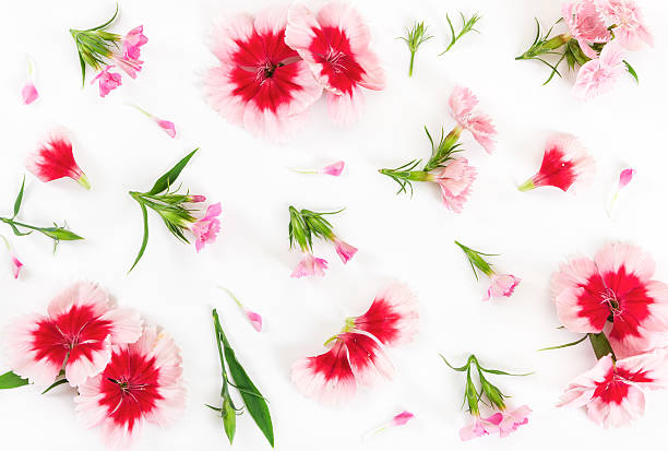 istock Carnation flowers on white background. Flat lay. 541127360