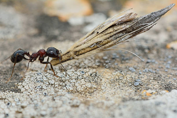Ant carrying grass seed Insect in the family Formicidae demonstrating incredible strength edible ants stock pictures, royalty-free photos & images