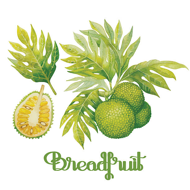 ilustraciones, imágenes clip art, dibujos animados e iconos de stock de acuarela conjunto de árbol del pan - fruit sale for vegitable