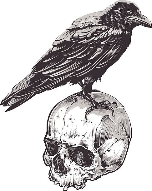Crow on Skull Crow on skull isolated on white. Hand drawn vector art. Sketch vector illustration. vintage tattoo styles stock illustrations