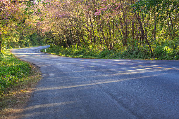 istock Scenic road with cheery blossom 541129664