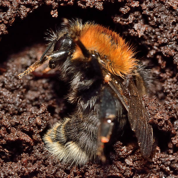 Tree bumblebee (Bombus hypnorum) hibernating Insect shown during winter hibernation amongst soil and rotten wood in crevice in tree hibernation stock pictures, royalty-free photos & images