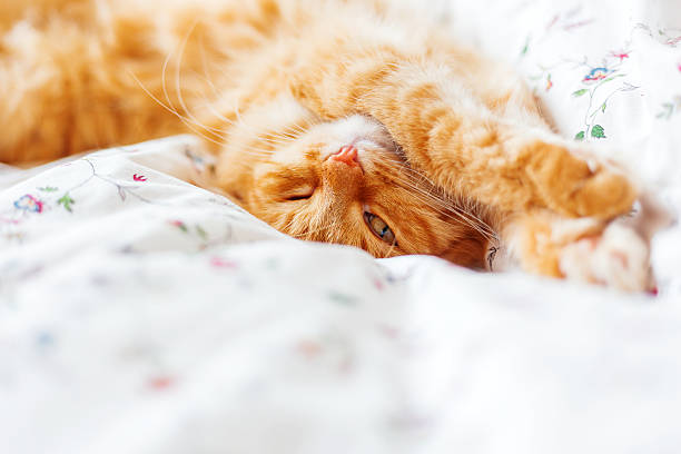 istock Cute ginger cat lying in bed. Fluffy pet looks curiously. 541130810