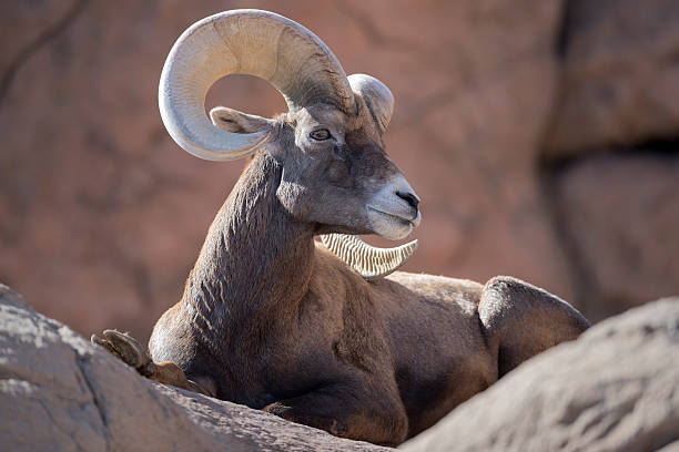 bighorn sheep - arizona wildlife stock-fotos und bilder