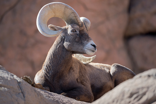 Bighorn Sheep photographed at the base of Black Mesa, Oklahoma. This is the only place in Oklahoma where they can be found.