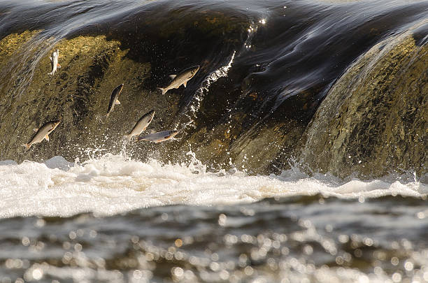 istock Jumping fishes 541131816
