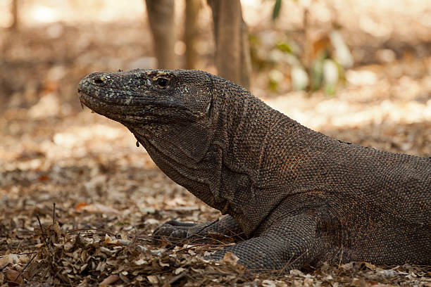 istock Komodo dragon, Varanus komodoensis, single lizard on floor, Indonesia 541132272