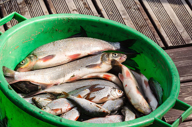 istock Fishes in bucket 541132462