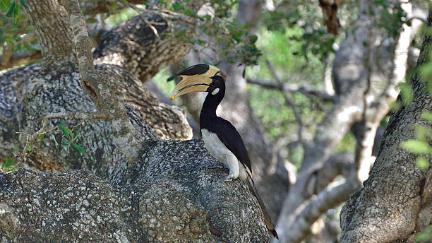 istock The great hornbill (Buceros bicornis) in Yala National Park. 541132730