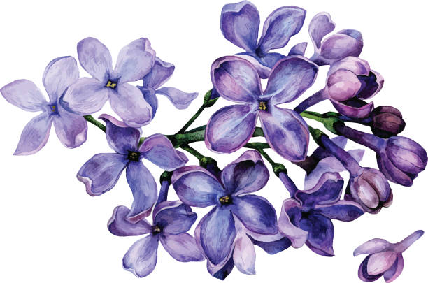watercolor lilac flowers - leylak stock illustrations