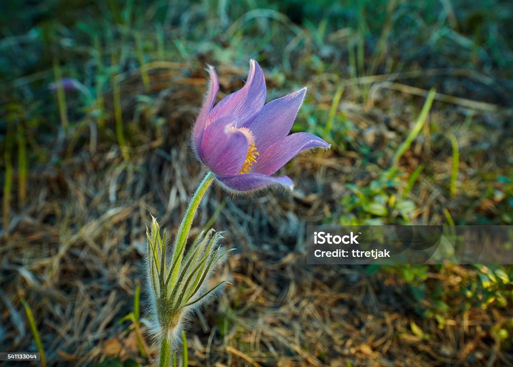 Pulsatilla Patens Spring Flower Pulsatilla Patens growing wild in Finland. One very rare and endangered plant in evening light. Artistic image with very shallow depth of field. Anemone Flower Stock Photo