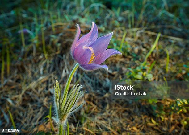 Pulsatilla Patens Stock Photo - Download Image Now - Anemone Flower, Beauty In Nature, Blossom