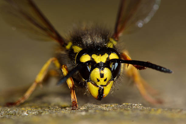 niemiecka osa (vespula germanica) twarz i głowa - germanica zdjęcia i obrazy z banku zdjęć