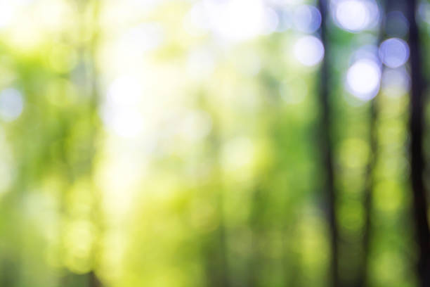 istock Blurred trees in the sunny day. Forest 541135230